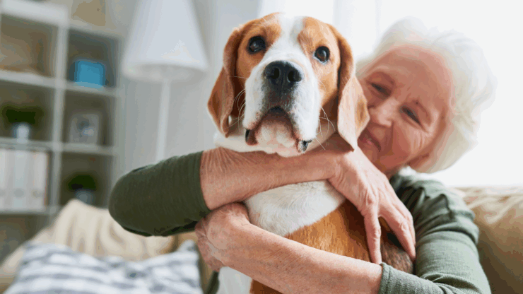 Elderly woman hugging a beagle dog on a cozy sofa in a well-lit living room.